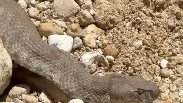 Tunceli Çemişgezek köyünde dev engerek yılanı ile karşılaştı