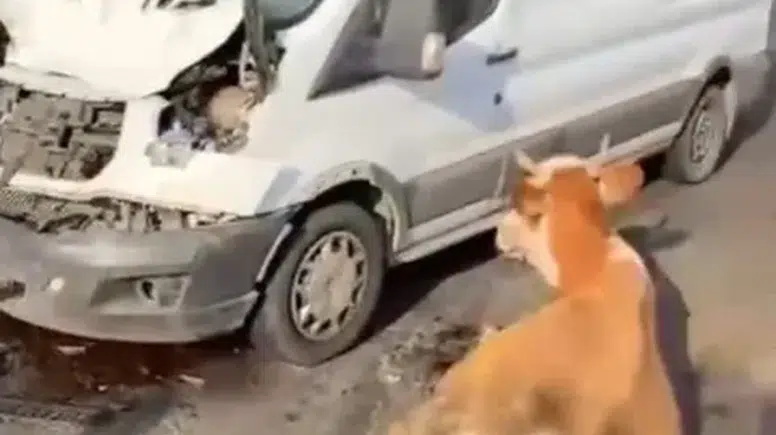 Muş'ta minibüsün çarptığı inekler kesilmekten kurtarıldı