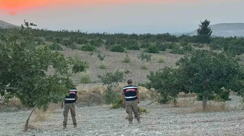 Şanlıurfalı fıstık üreticilerinin hasat mesaisinde jandarma koruması devrede