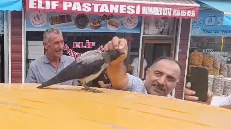 Adilcevazlı kasabın iyileştirdiği karga her gün dükkânını ziyaret ediyor