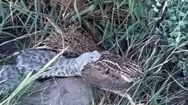 Bıldırcın avcısı yılanın avını cep telefonuyla görüntüledi