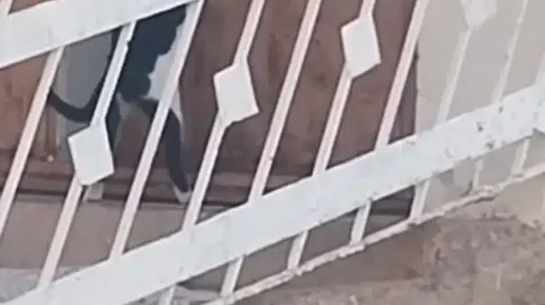 Elazığ'da zeki kedi kapı koluna asılı ipi çekerek içeri girdi