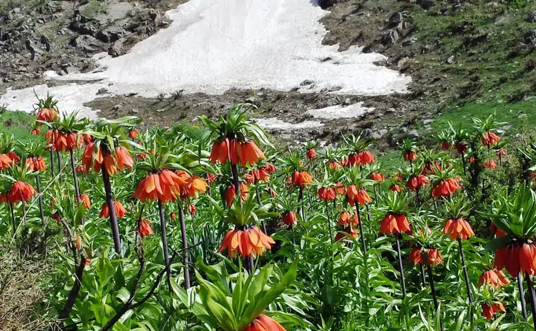 Ergani’de ters laleler açtı: Sakız Dağı’nda görsel şölen