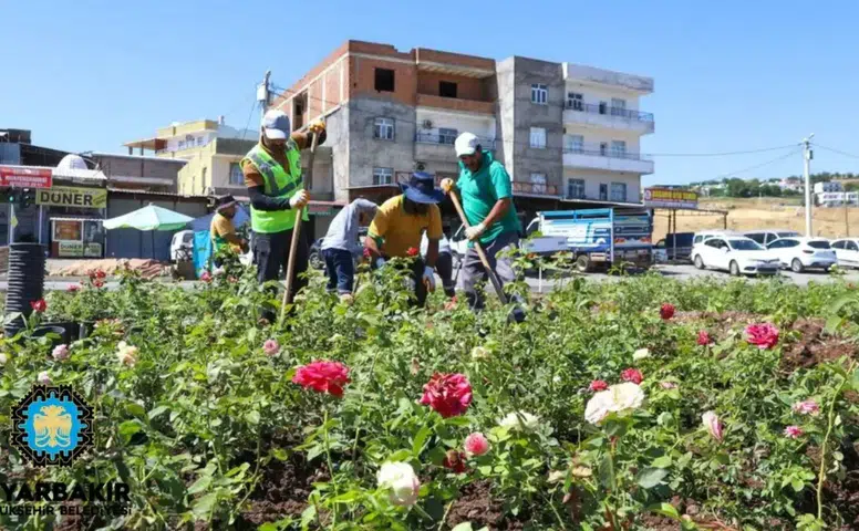 Diyarbakır’ın girişine 14 kilometrelik gül bahçesi: Şehrin çehresi baştan aşağı değişiyor