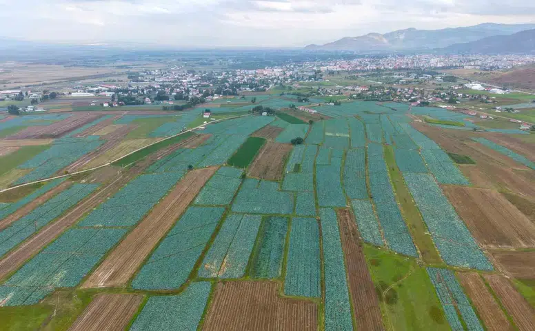 Muş Ovası'nda lahana bereketi 165 milyon liralık gelir kapısı açtı
