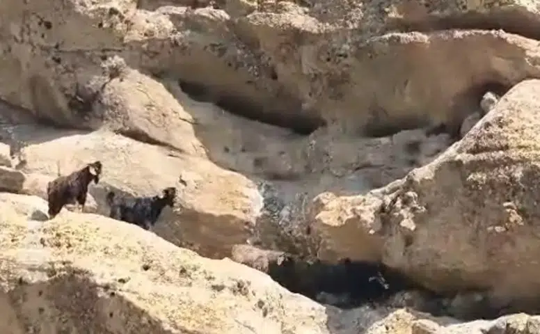 Tunceli'de 70 metre yükseklikte mahsur kalan keçiler kurtarıldı