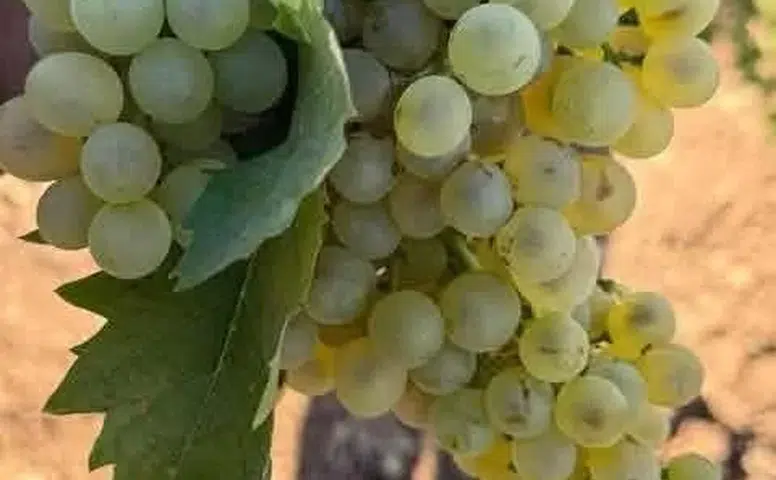 Çermik'te erken yağmurlar üzüm bağlarını vurdu