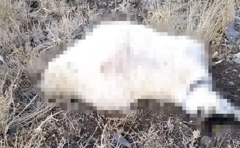 Yüksekova yaylasında yıldırım felaketi çok sayıda hayvan telef oldu