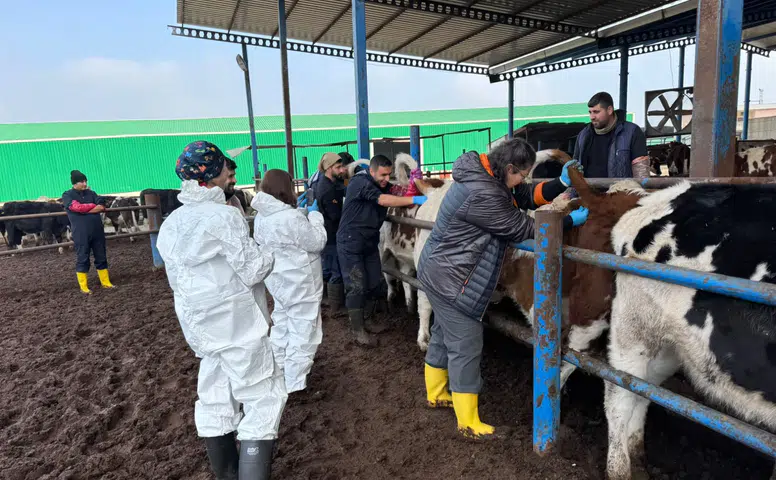 Diyarbakır'da bilimsel çalışma meyvesini verdi: Dişi buzağılar çiftçinin yüzünü güldürdü