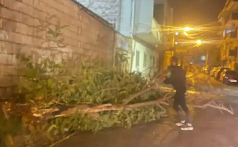 Mardin Nusaybin'de şiddetli rüzgar ağaçları devirdi ve çatılara zarar verdi