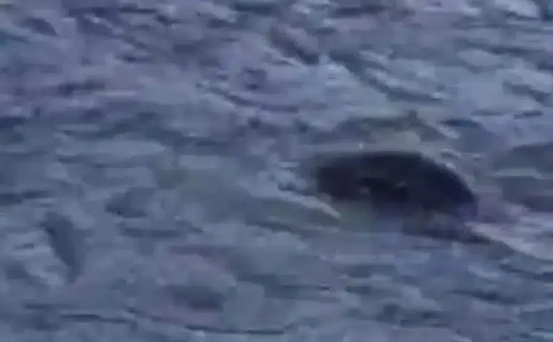 Diyarbakır'da su samuru Dicle Nehri'nde avlanırken görüntülendi