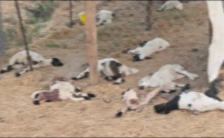 Bismil ilçesinde ağıla giren sahipsiz köpekler 15 kuzuyu telef etti