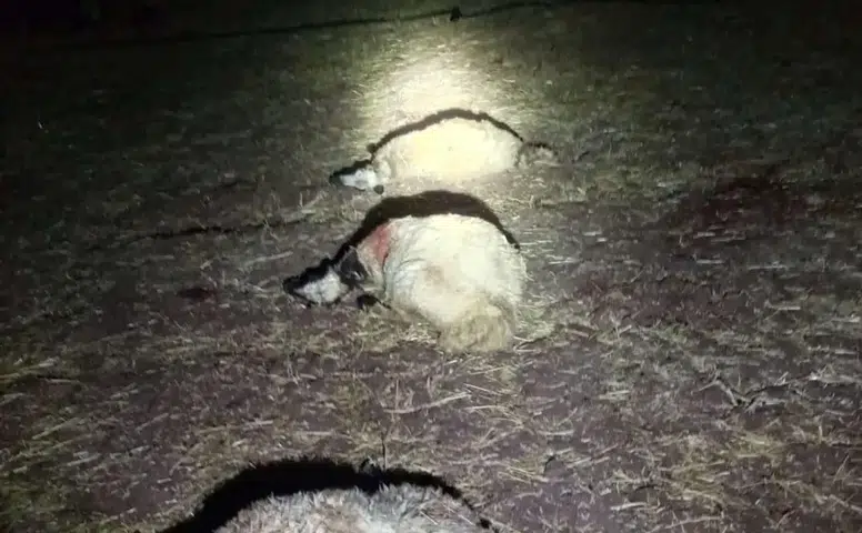 Çınar'da gece yağışı ağıla yıldırım düşürdü