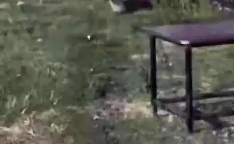 Dicle Nehri kıyısında nesli tükenmekte olan su samuru görüntülendi