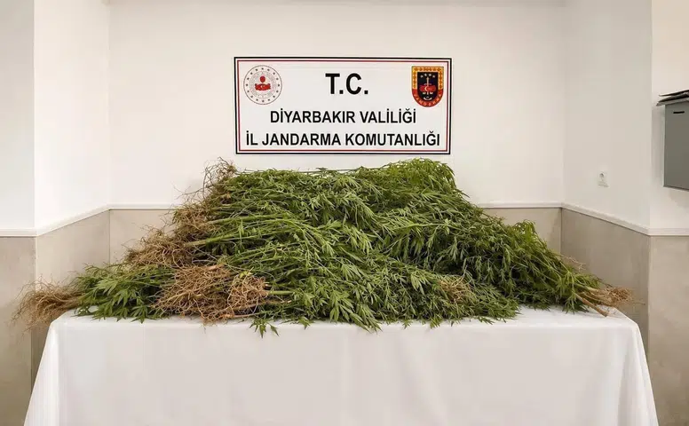 Diyarbakır'da jandarma ekipleri binlerce kök kenevir ele geçirdi