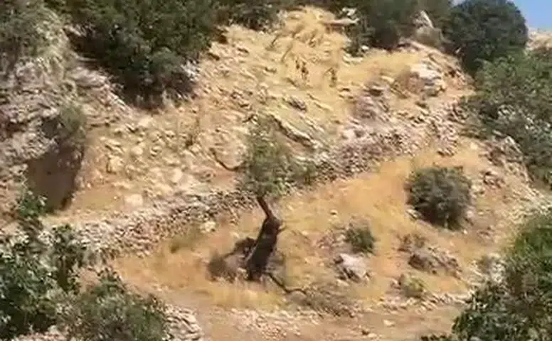 Diyarbakır kırsalında yaban keçileri sürüsü görüntülendi