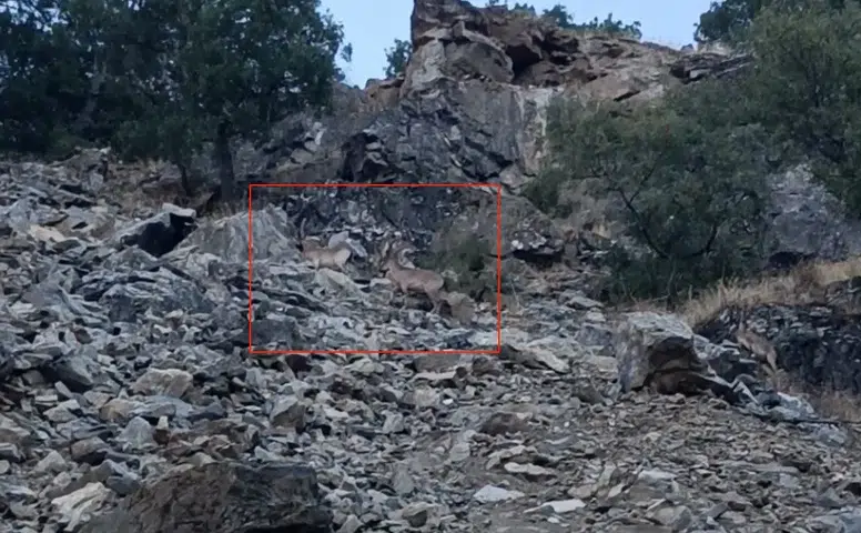 Diyarbakır Çüngüş kırsalında nesli koruma altındaki dağ keçileri görüntülendi