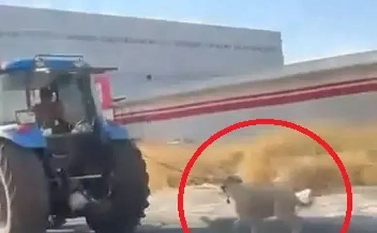 Diyarbakır'da traktöre bağlanan köpeğin zor anları kameraya yansıdı