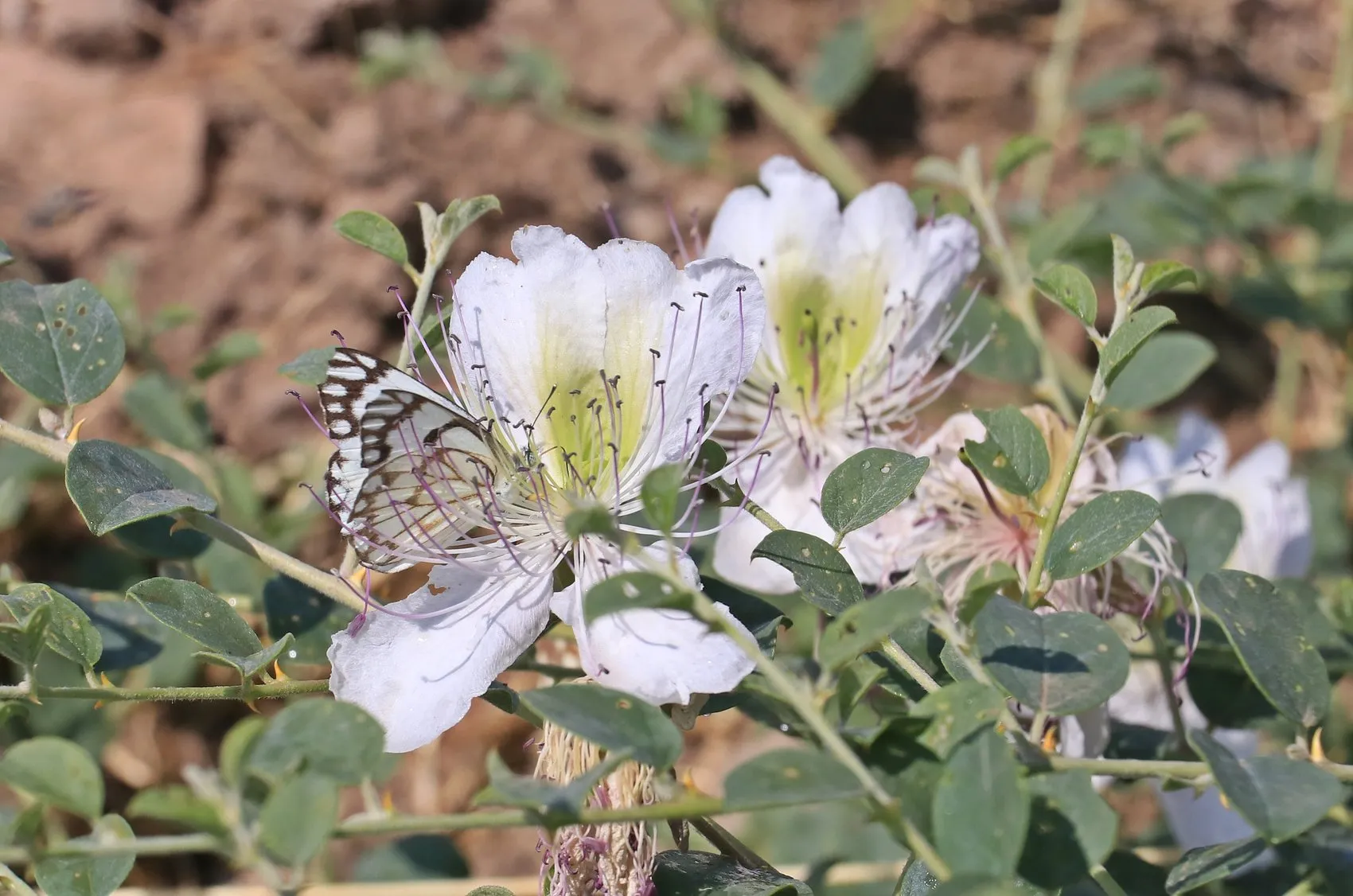 Dicle Vadisi beyaz öncü kelebeklerin yumurtlama şölenine ev sahipliği yapıyor