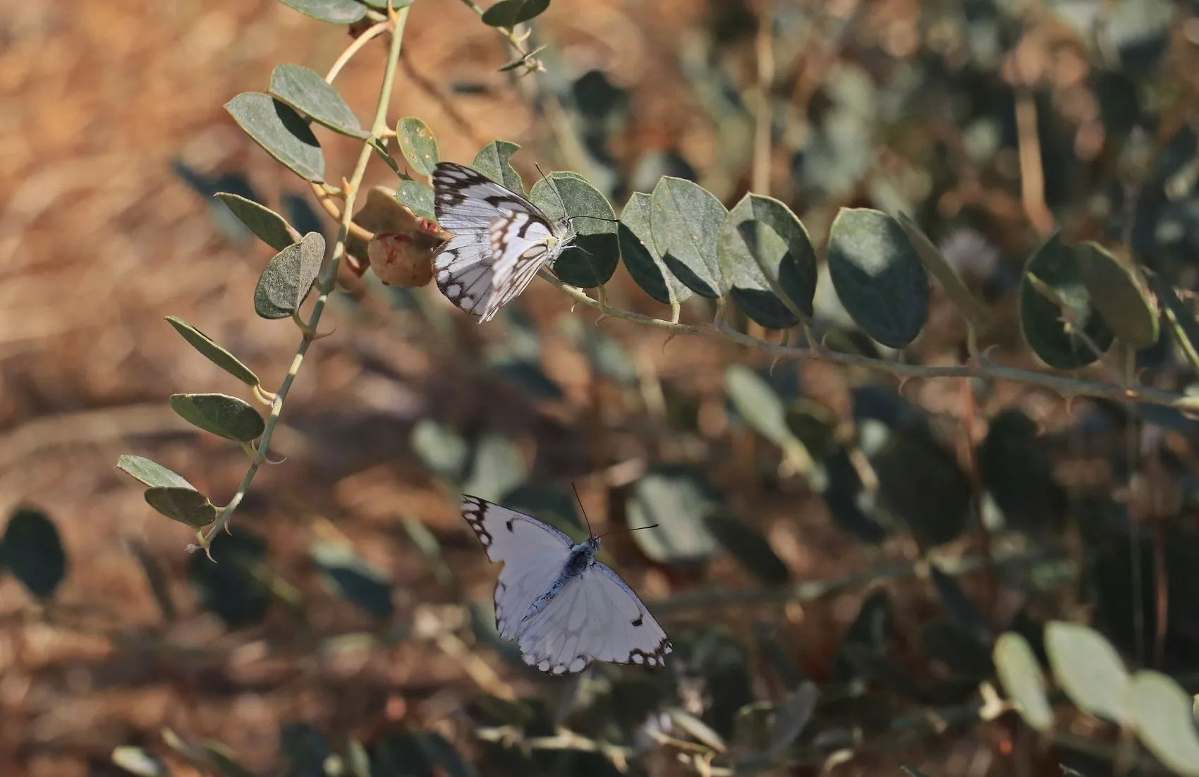 Dicle Vadisi beyaz öncü kelebeklerin yumurtlama şölenine ev sahipliği yapıyor