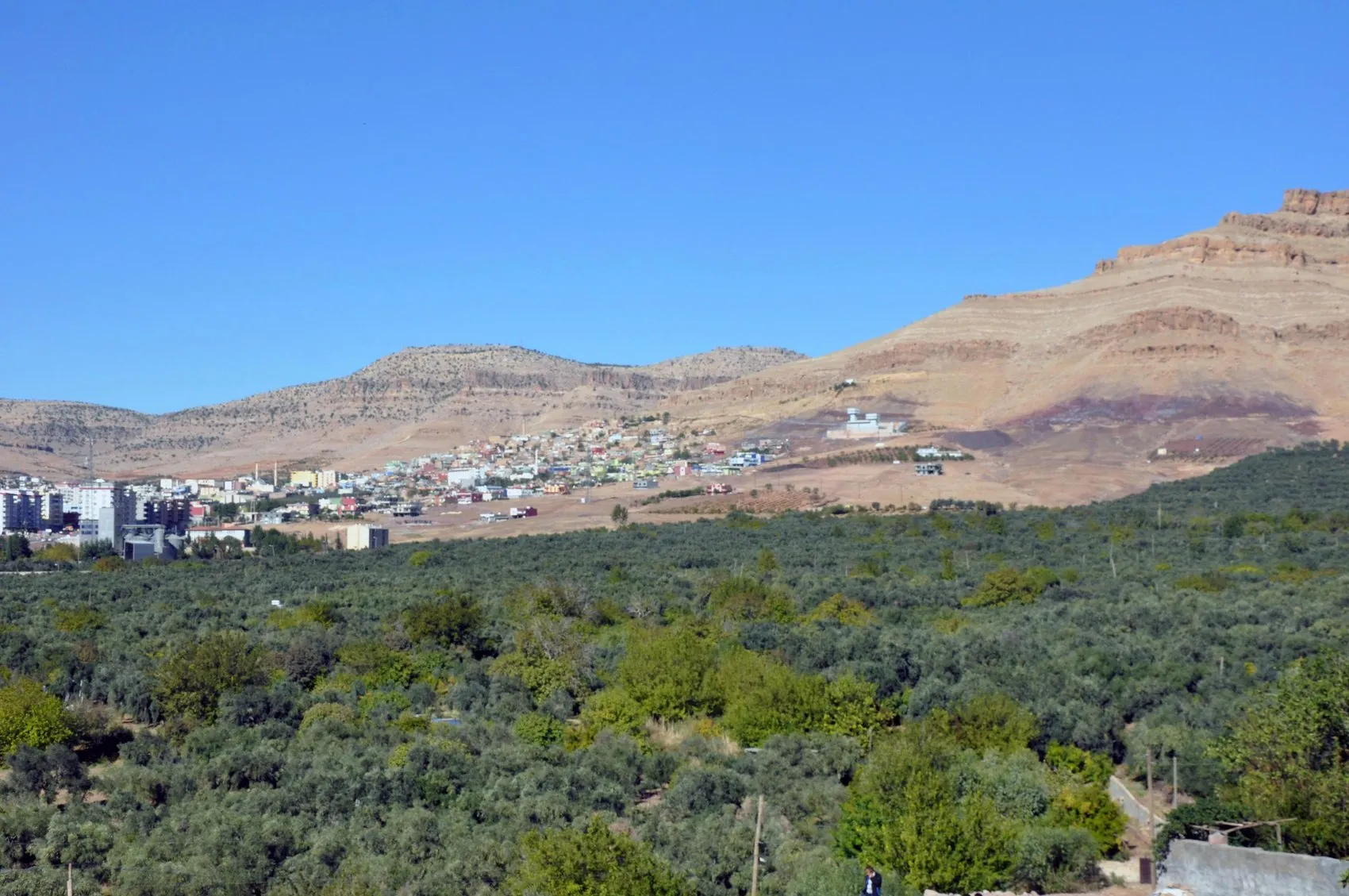 Mardin Derik zeytininde hasat dönemi başladı