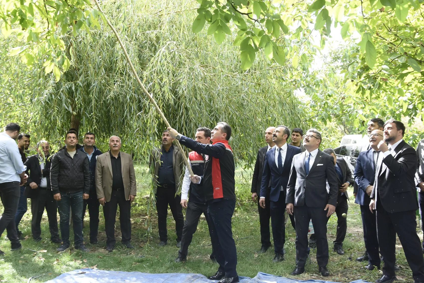 Bitlis Adilcevaz'da ceviz hasadı başladı