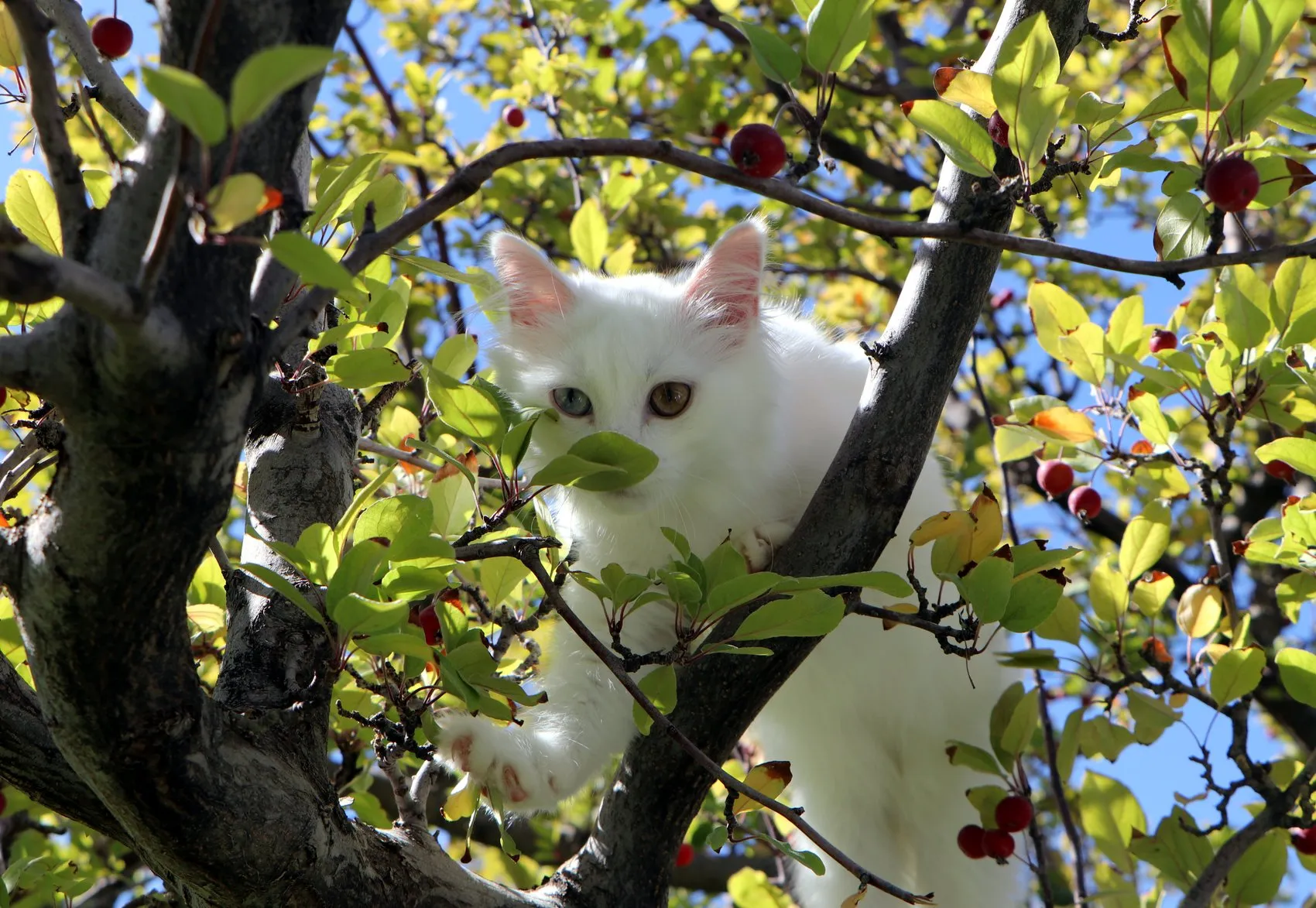 Van Kedi Villası’nda yavru mesaisi bitti, sahiplendirme başladı