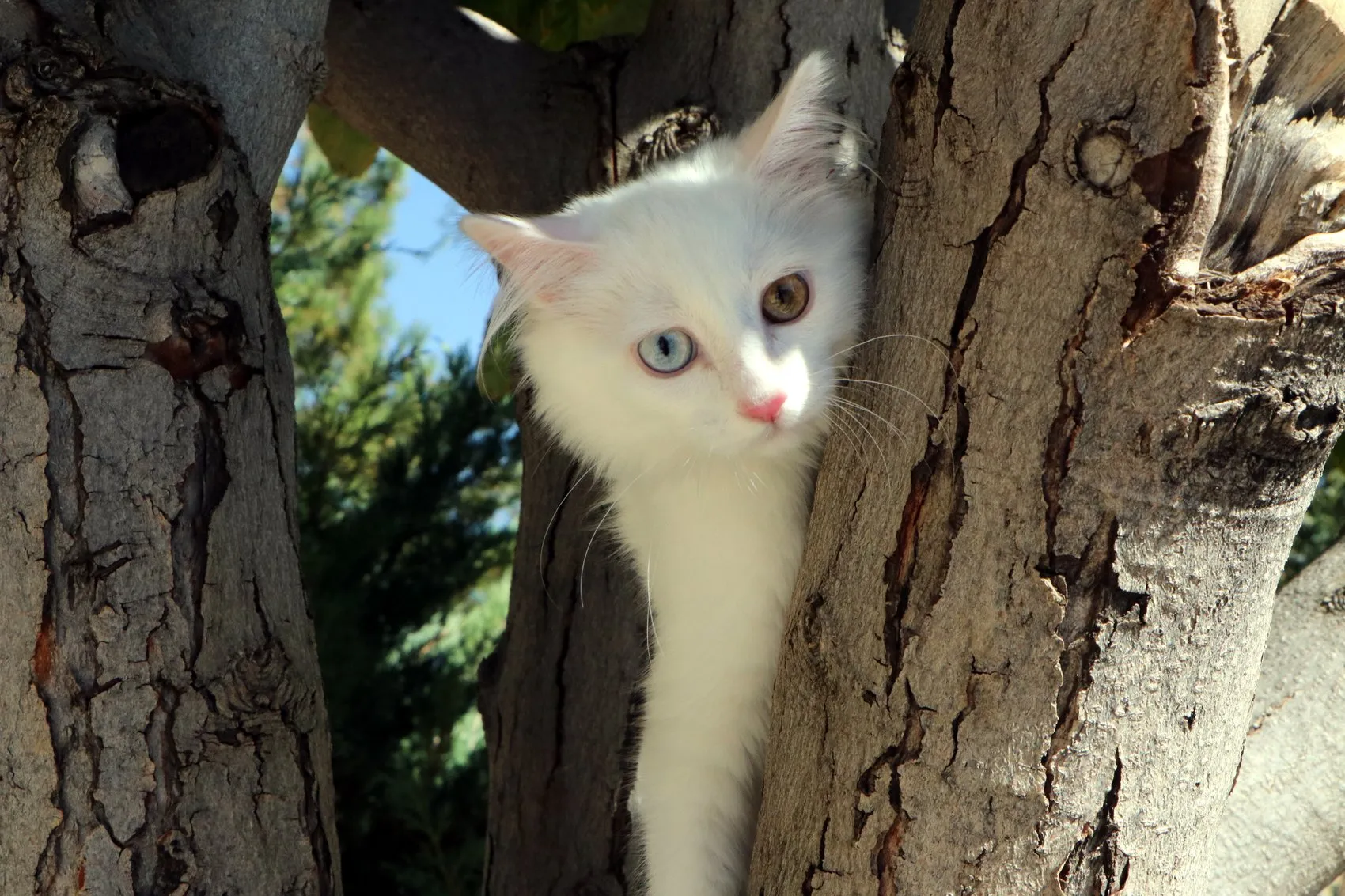 Van Kedi Villası’nda yavru mesaisi bitti, sahiplendirme başladı