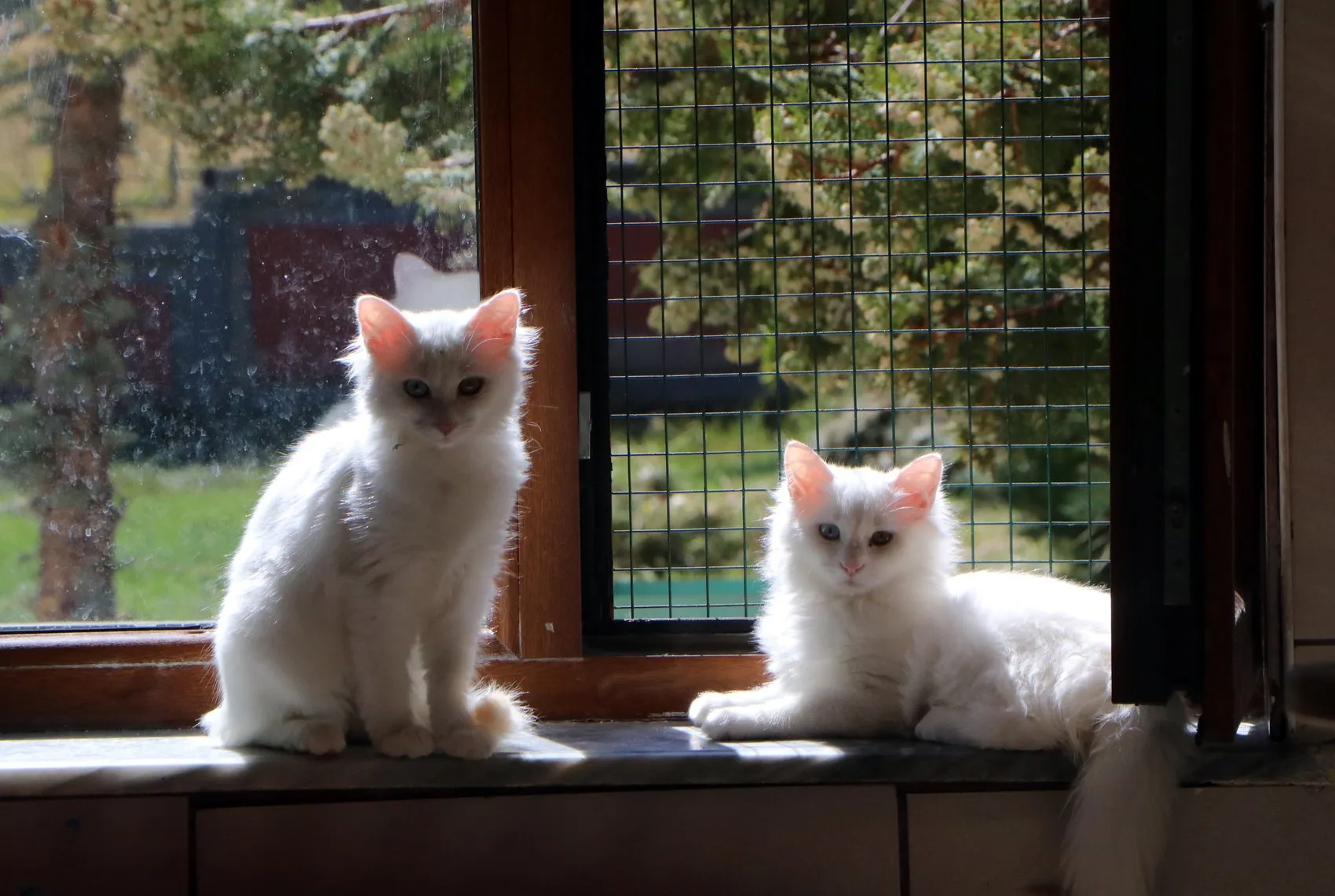 Van Kedi Villası’nda yavru mesaisi bitti, sahiplendirme başladı