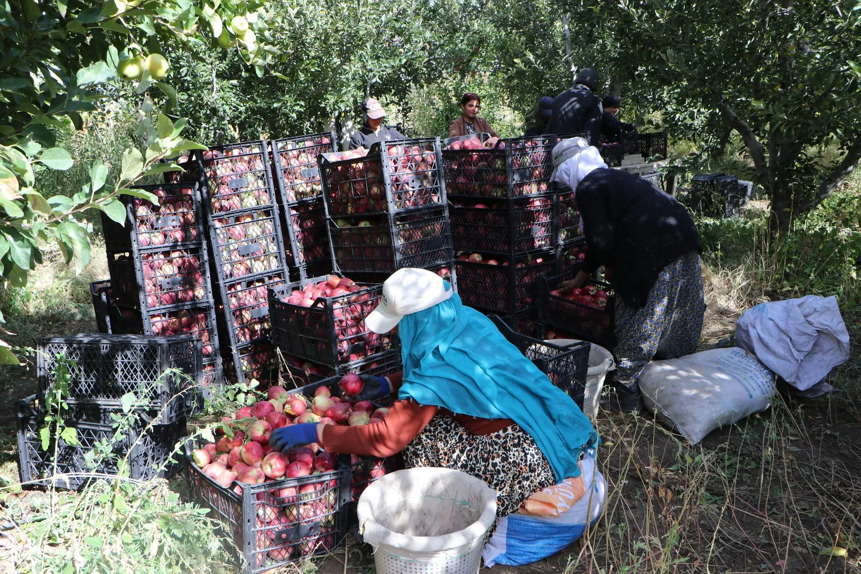 Vanlı akademisyenin kurduğu meyve bahçesi bölge tarımına örnek oldu