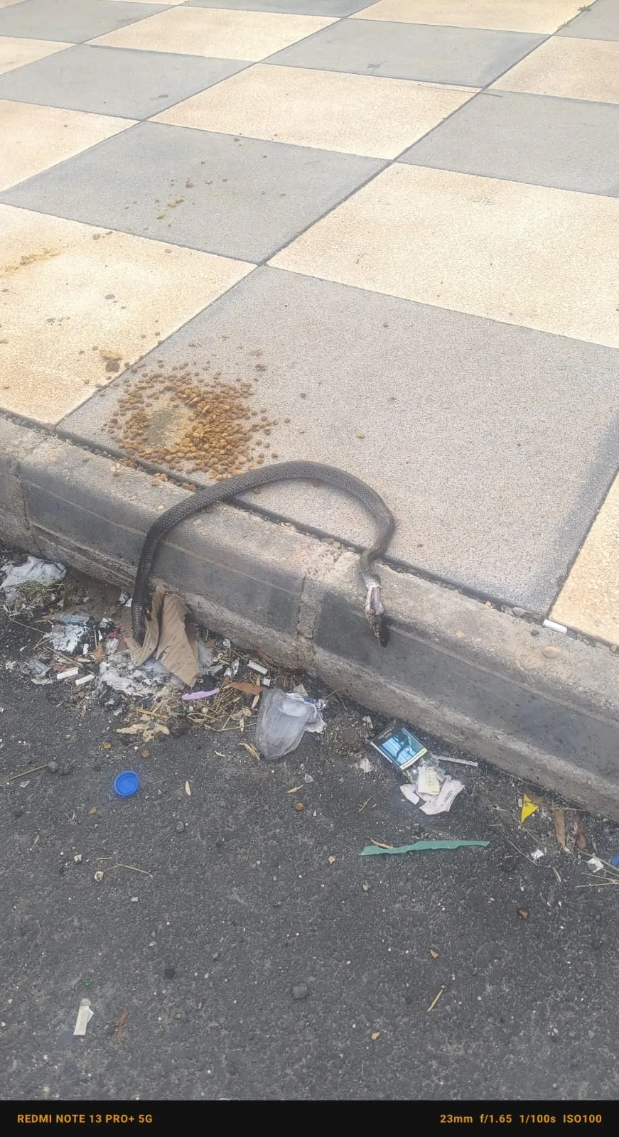 Diyarbakırda otomobilin kaputuna giren yılanı vatandaşlar kendi çabalarıyla çıkardı
