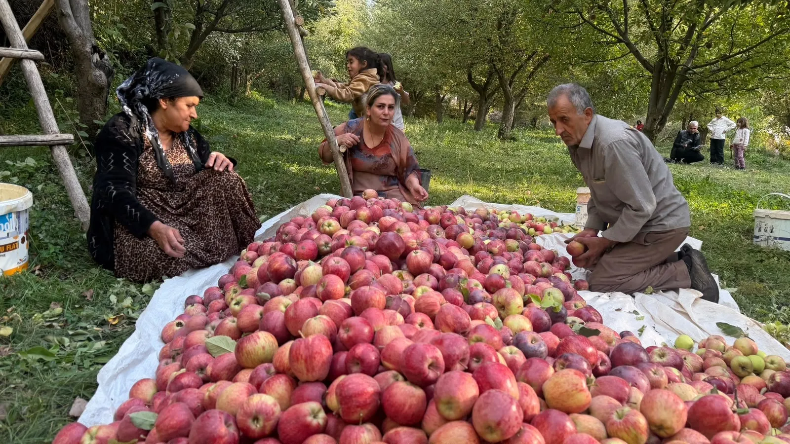 Şemdinli'de devlet desteğiyle kurulan bahçede 15 yıldır elma hasadı yapılıyor