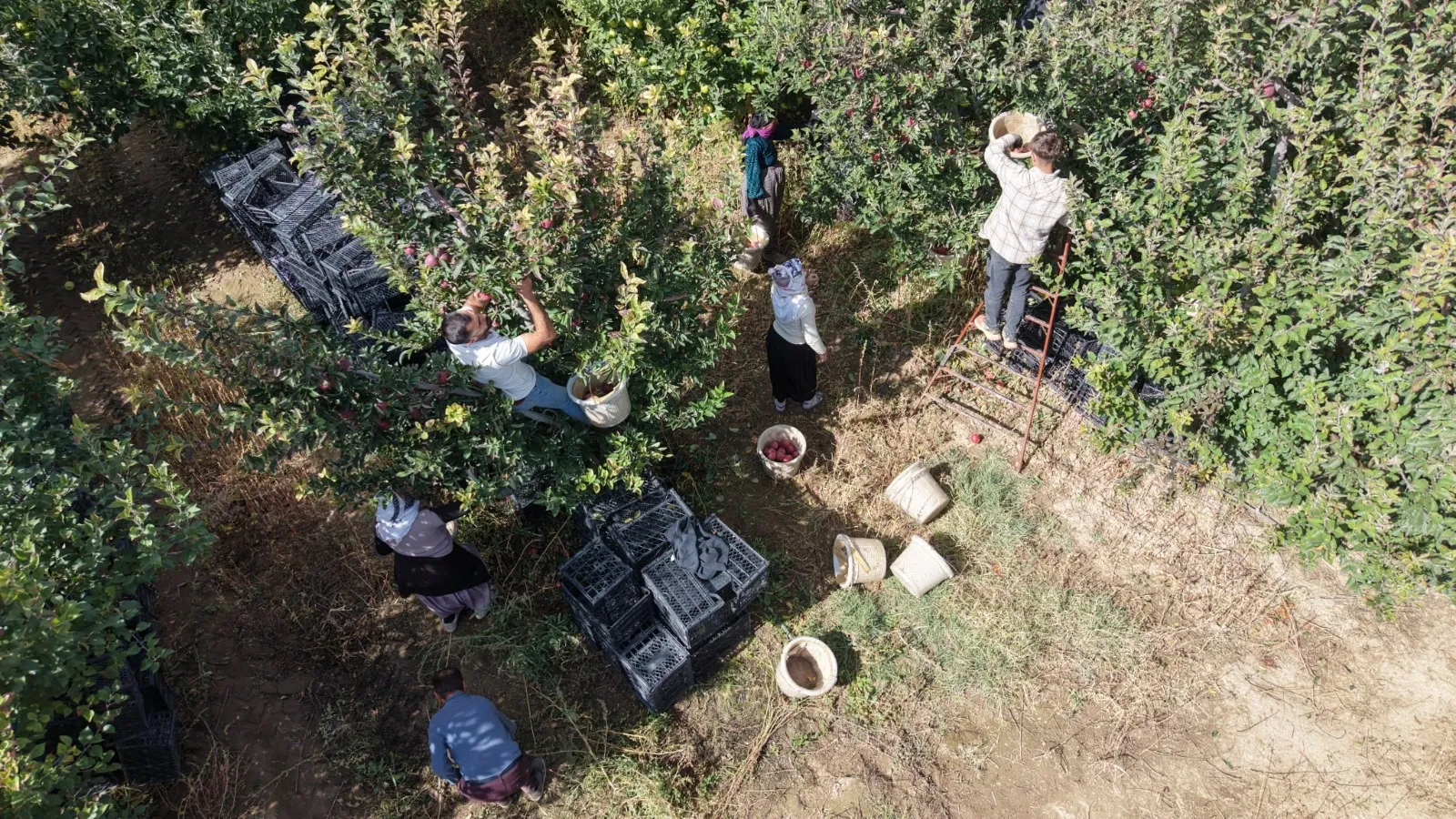 Vanlı akademisyenin kurduğu meyve bahçesi bölge tarımına örnek oldu