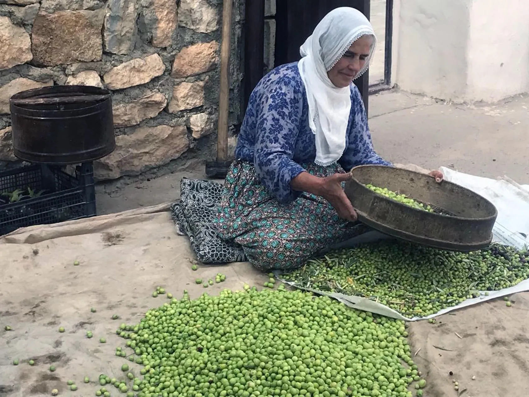 Mardin Derik zeytininde hasat dönemi başladı