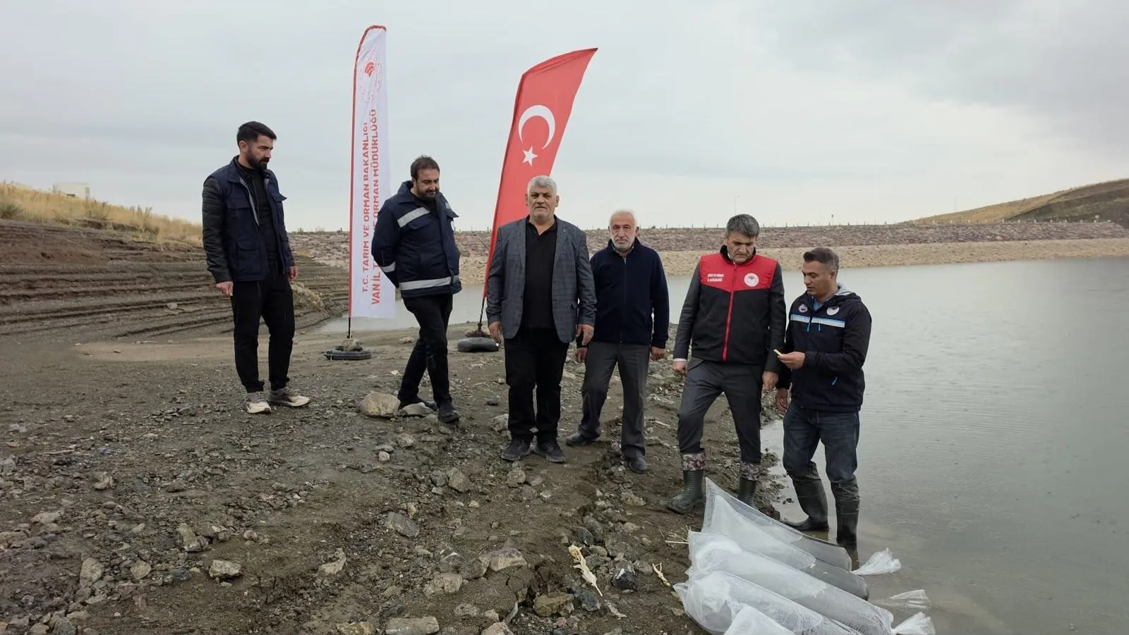 Van'daki göletlere 700 bin sazan yavrusu bırakıldı
