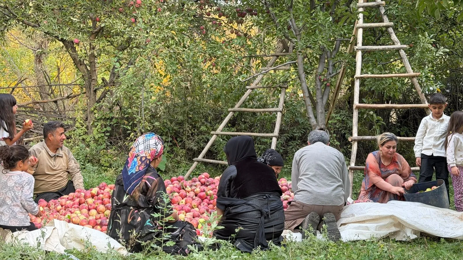 Şemdinli'de devlet desteğiyle kurulan bahçede 15 yıldır elma hasadı yapılıyor