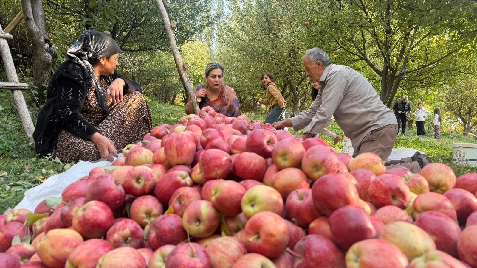 Şemdinli'de devlet desteğiyle kurulan bahçede 15 yıldır elma hasadı yapılıyor
