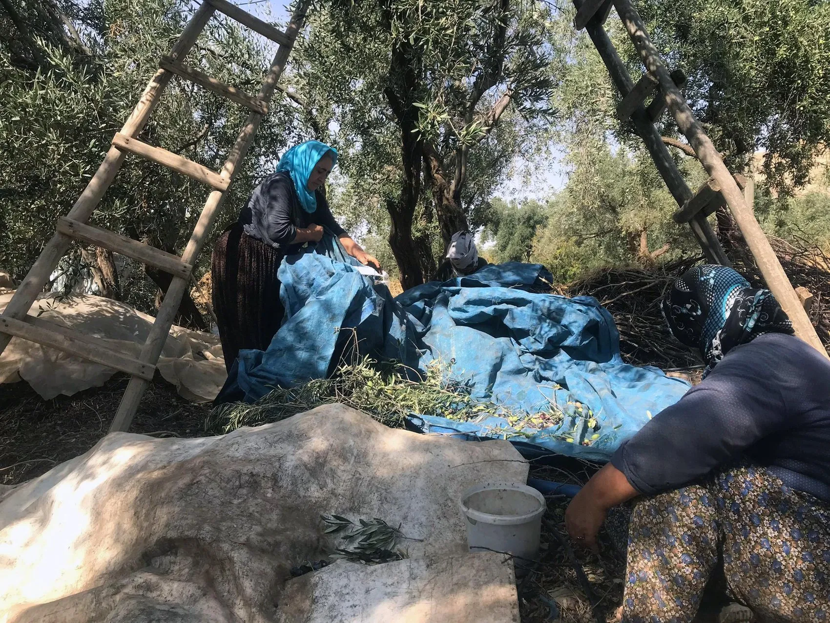 Mardin Derik zeytininde hasat dönemi başladı