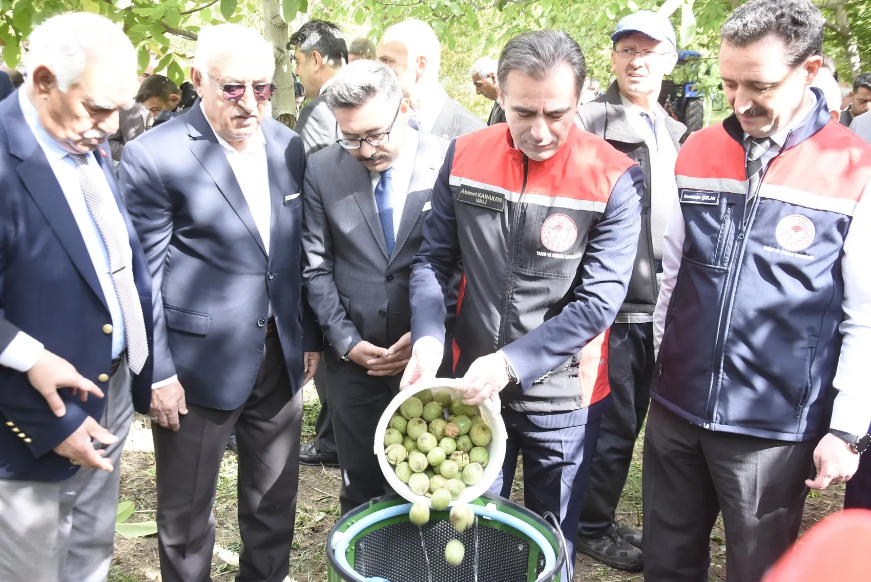 Bitlis Adilcevaz'da ceviz hasadı başladı