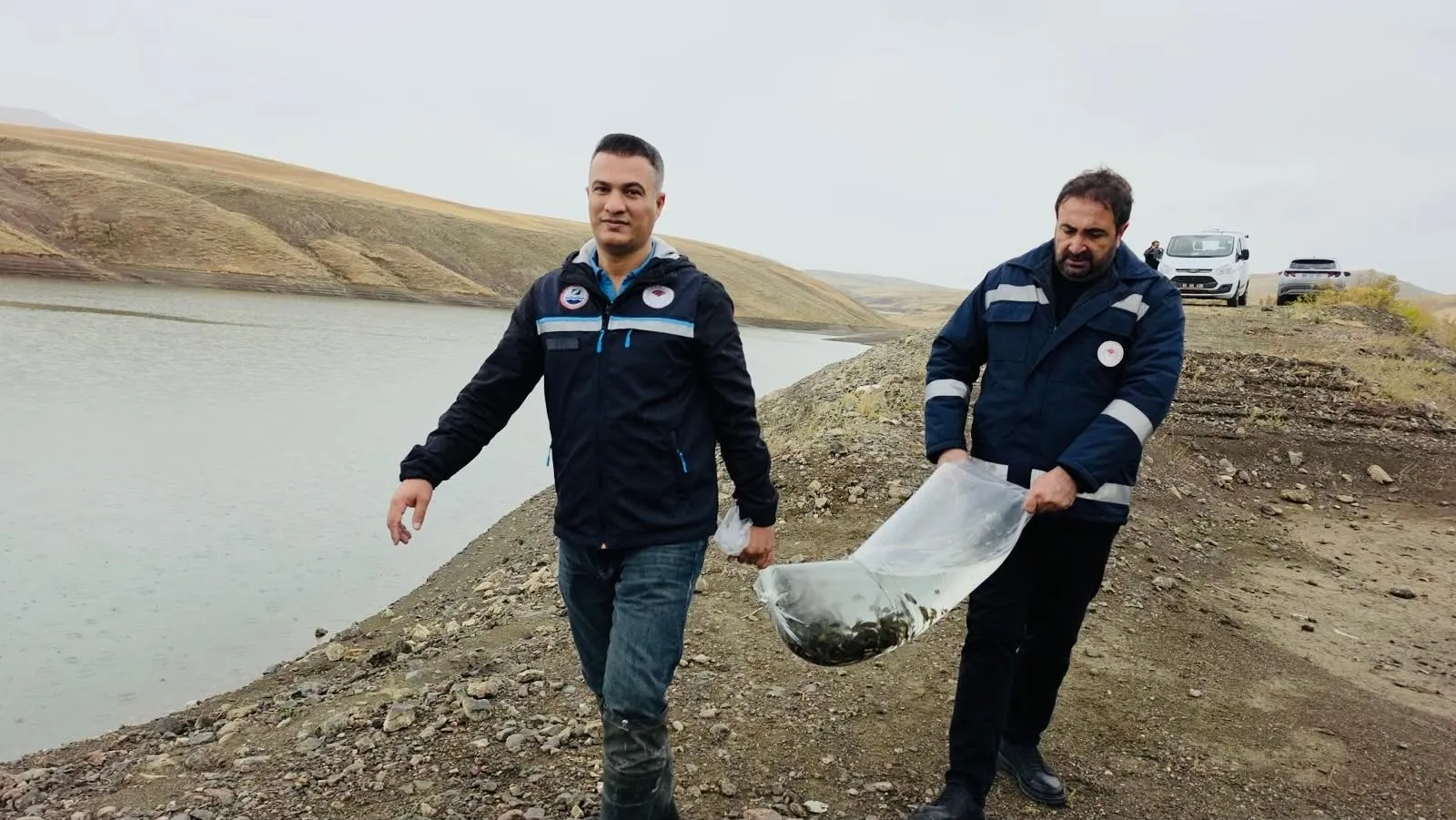Van'daki göletlere 700 bin sazan yavrusu bırakıldı