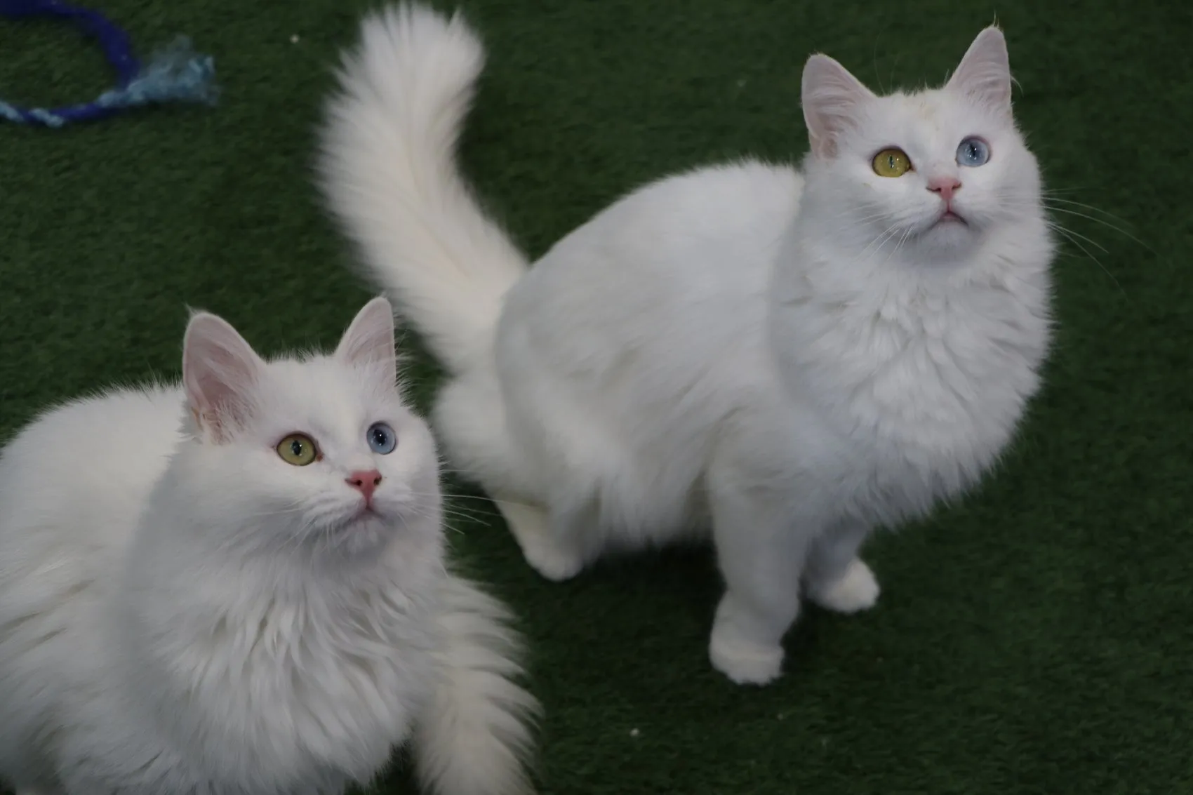 Van Kedi Villası’nda yavru mesaisi bitti, sahiplendirme başladı