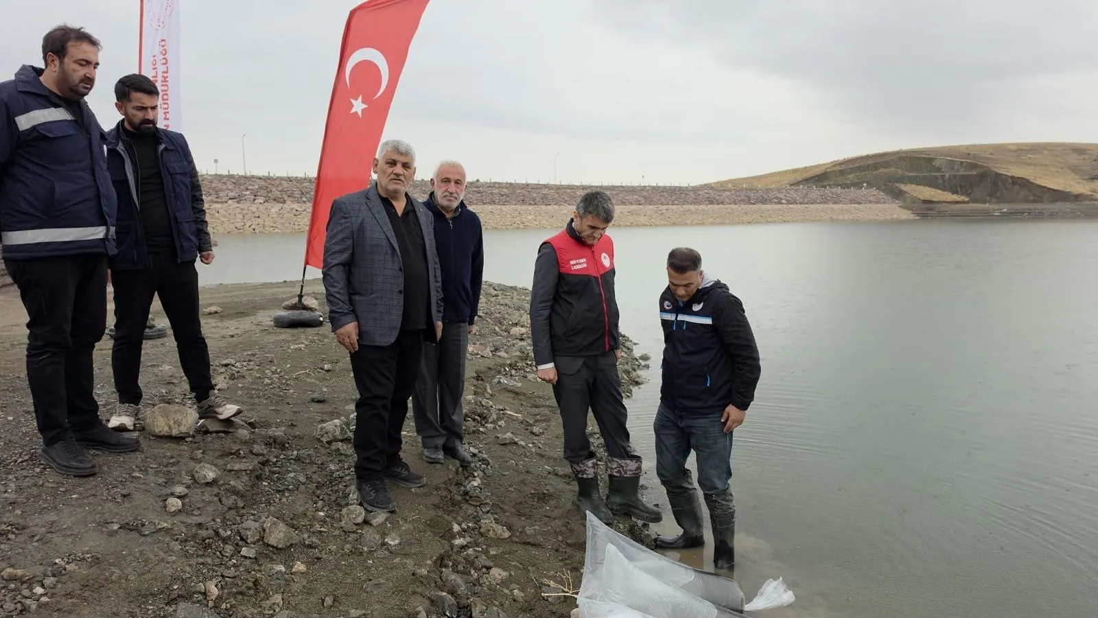 Van'daki göletlere 700 bin sazan yavrusu bırakıldı