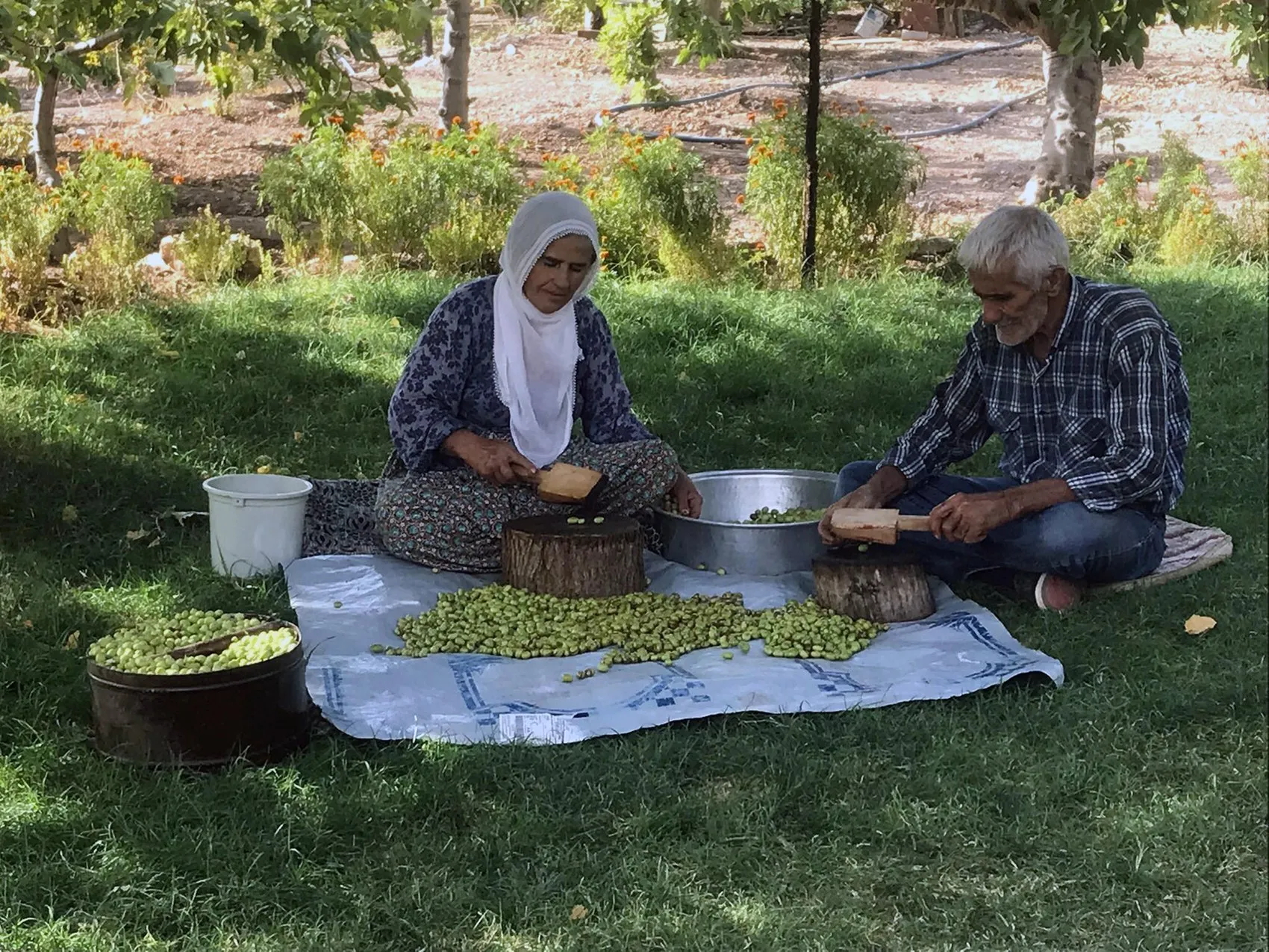 Mardin Derik zeytininde hasat dönemi başladı