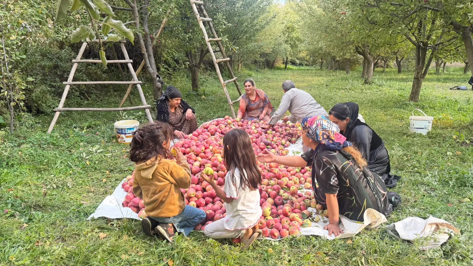 Şemdinli'de devlet desteğiyle kurulan bahçede 15 yıldır elma hasadı yapılıyor