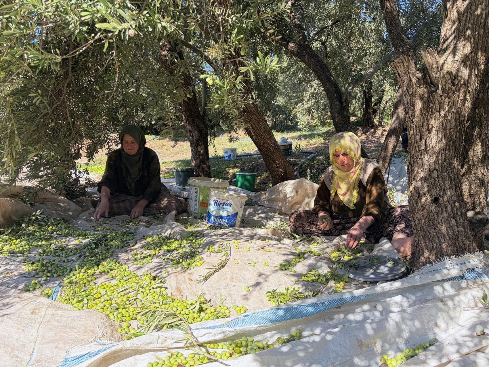 Mardin Derik zeytininde hasat dönemi başladı