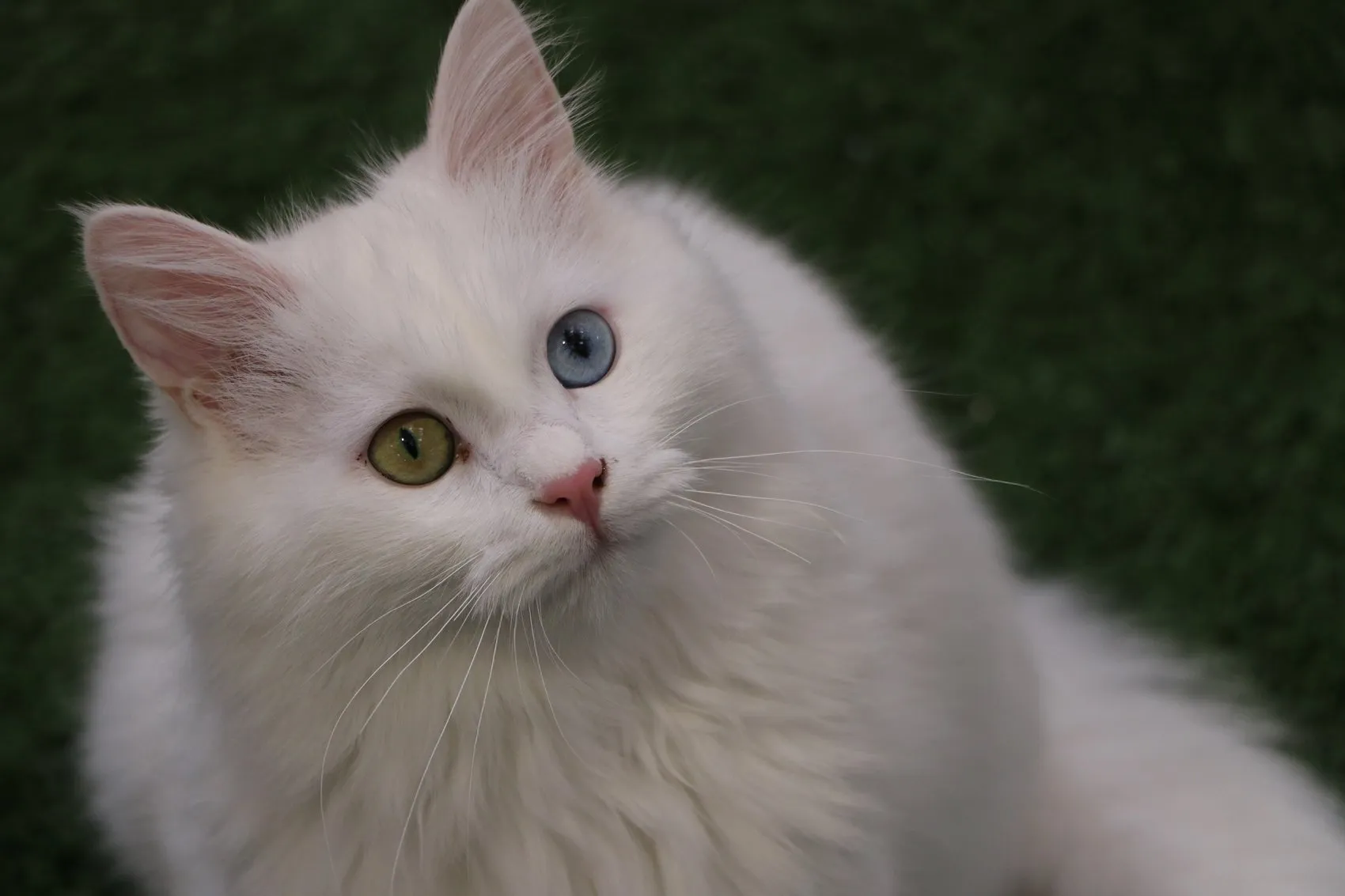Van Kedi Villası’nda yavru mesaisi bitti, sahiplendirme başladı