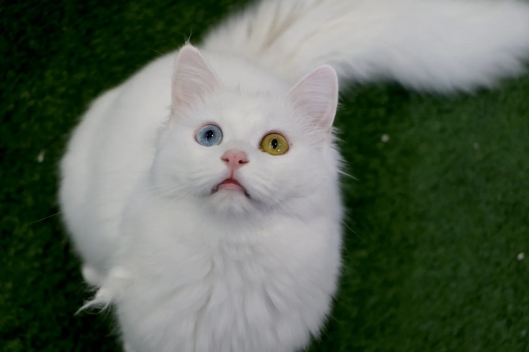 Van Kedi Villası’nda yavru mesaisi bitti, sahiplendirme başladı
