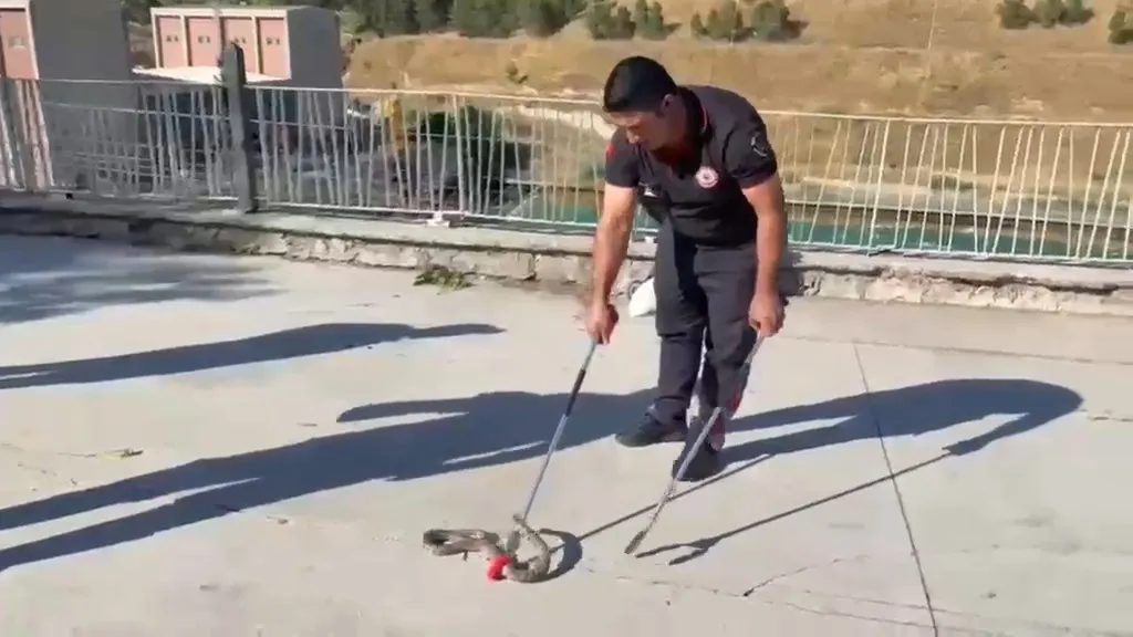 Urfa'da piknik alanında korkutan yılan paniği