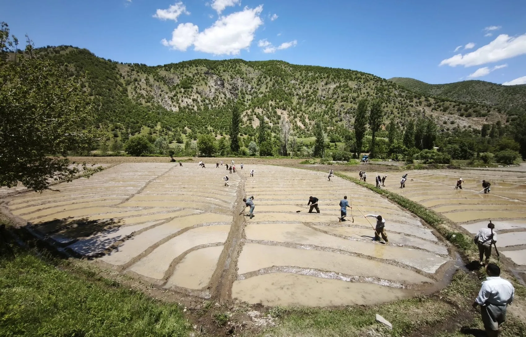 Bitlis'te pirinç mesaisi imece usulüyle başladı