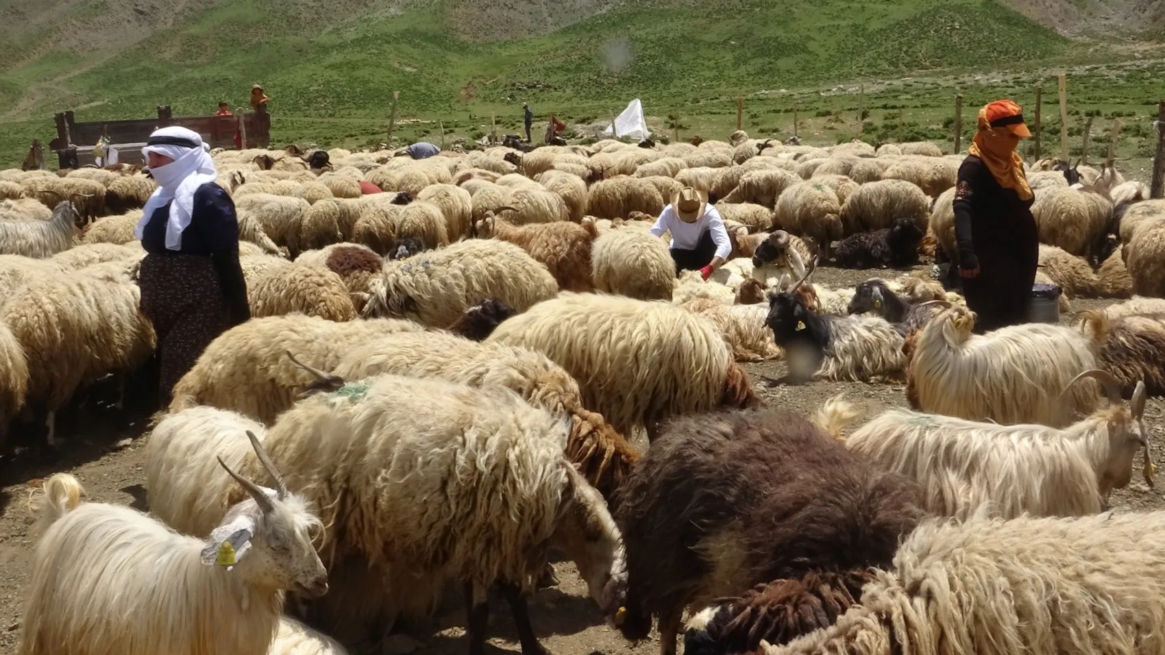 Yüksekova'nın kadınları yaylalarda süt mesaisine başladı
